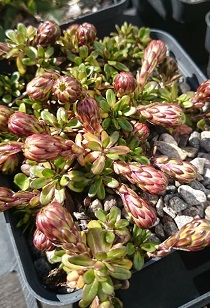 Celmisia bellidioides - 8cm pot 